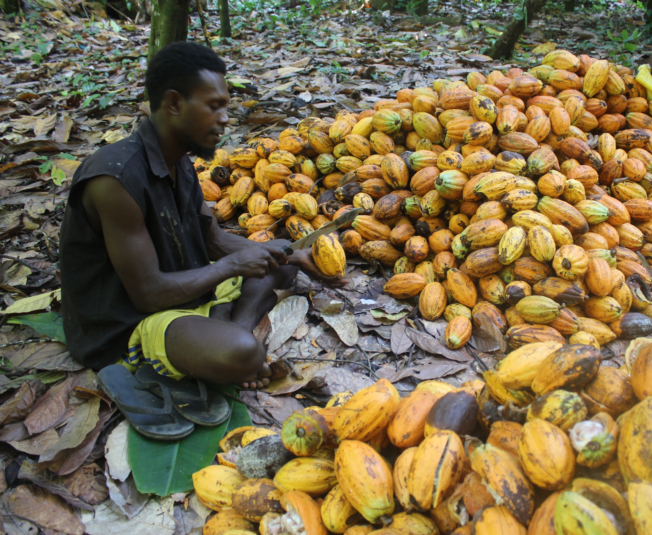 Improving lives with cocoa farming Solomon Islands World Vision